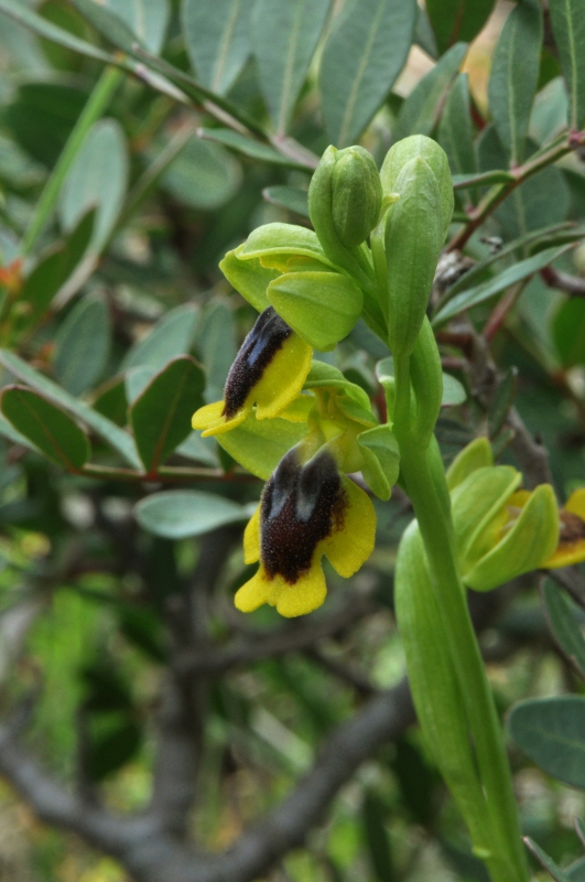 Escursione orchidofila nelle Langhe  (15 maggio)